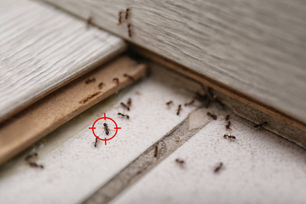 Best Ant Control Services  in Goodman, MO