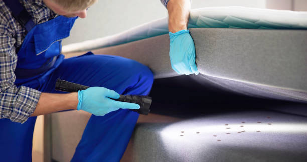 Best Wasp Removal Services  in Goodman, MO