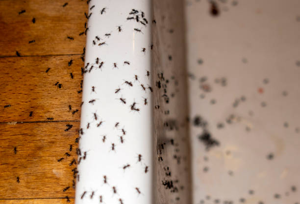 Best Pest Removal Services  in Goodman, MO
