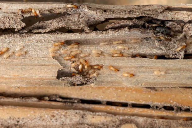 Best Emergency Pest Control  in Goodman, MO