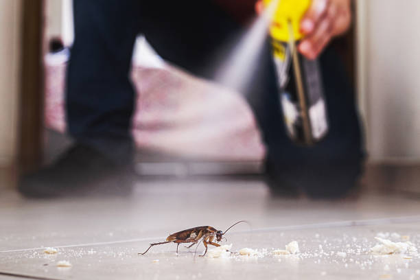 Best Termite Control Services  in Goodman, MO